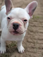 Camille, a female French Bulldog for sale in Eden Valley, MN – 6 of 6