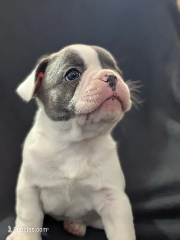 Kojo – French Bulldog puppy for sale in Eden Valley, MN