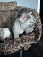 Flint , a male French Bulldog for sale in Eden Valley, MN – 5 of 9