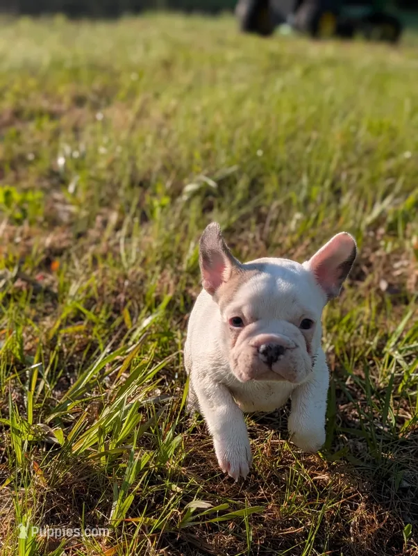 Camille  – French Bulldog puppy for sale in Eden Valley, MN