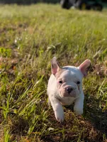 Camille , a female French Bulldog for sale in Eden Valley, MN – 5 of 9