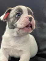 Kojo, a male French Bulldog for sale in Eden Valley, MN – 5 of 8