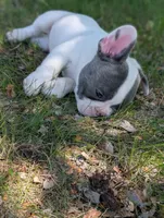 Kojo, a male French Bulldog for sale in Eden Valley, MN – 8 of 8
