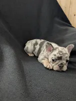 Flint , a male French Bulldog for sale in Eden Valley, MN – 3 of 9