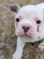 Camille , a female French Bulldog for sale in Eden Valley, MN – 1 of 9
