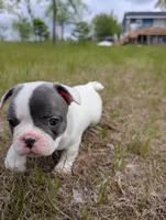 Kojo, a male French Bulldog for sale in Eden Valley, MN – 4 of 8