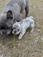 Flint , a male French Bulldog for sale in Eden Valley, MN – 4 of 9