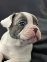 Kojo, a male French Bulldog for sale in Eden Valley, MN – 3 of 8