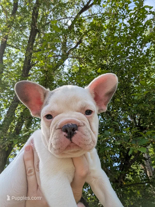 Camille  – French Bulldog puppy for sale in Eden Valley, MN