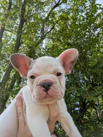 Camille , a female French Bulldog for sale in Eden Valley, MN – 3 of 7