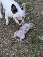 Loki, a male French Bulldog for sale in Eden Valley, MN – 7 of 7