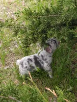 Flint , a male French Bulldog for sale in Eden Valley, MN – 9 of 9