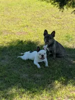 Loki, a male French Bulldog for sale in Eden Valley, MN – 5 of 5