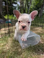 Camille , a female French Bulldog for sale in Eden Valley, MN – 7 of 7
