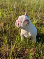 Camille , a female French Bulldog for sale in Eden Valley, MN – 9 of 9