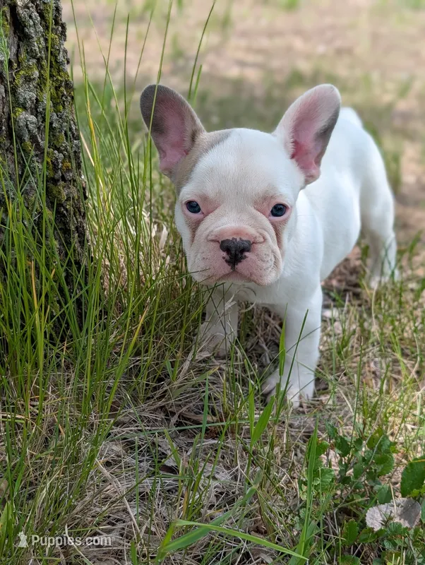 Camille  – French Bulldog puppy for sale in Eden Valley, MN