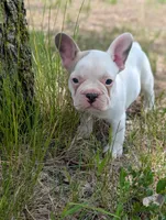 Camille , a female French Bulldog for sale in Eden Valley, MN – 2 of 7