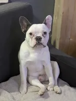Loki, a male French Bulldog for sale in Eden Valley, MN – 3 of 7