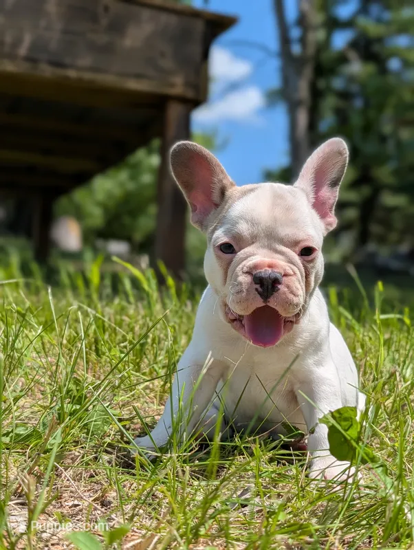 Camille  – French Bulldog puppy for sale in Eden Valley, MN
