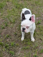 Loki, a male French Bulldog for sale in Eden Valley, MN – 5 of 7