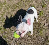 Loki, a male French Bulldog for sale in Eden Valley, MN – 2 of 7