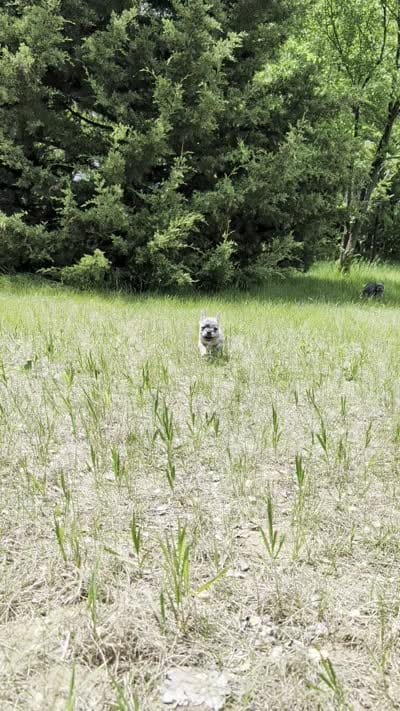 Flint , a male French Bulldog for sale in Eden Valley, MN – 8 of 8