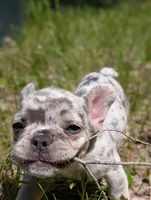 Flint , a male French Bulldog for sale in Eden Valley, MN – 7 of 8