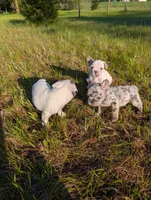 Camille , a female French Bulldog for sale in Eden Valley, MN – 8 of 9