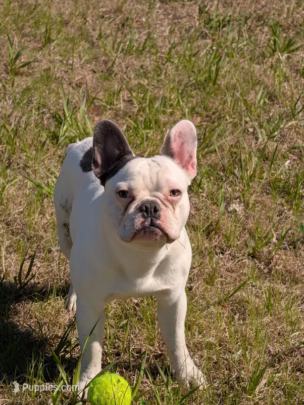 Loki – French Bulldog puppy for sale in Eden Valley, MN