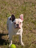 Loki, a male French Bulldog for sale in Eden Valley, MN – 6 of 7