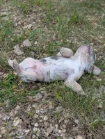 Flint , a male French Bulldog for sale in Eden Valley, MN – 6 of 8