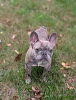 Sofie, a female French Bulldog for sale in Eden Valley, MN – 2 of 4