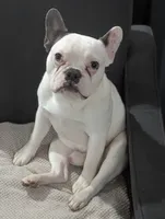 Loki, a male French Bulldog for sale in Eden Valley, MN – 4 of 7
