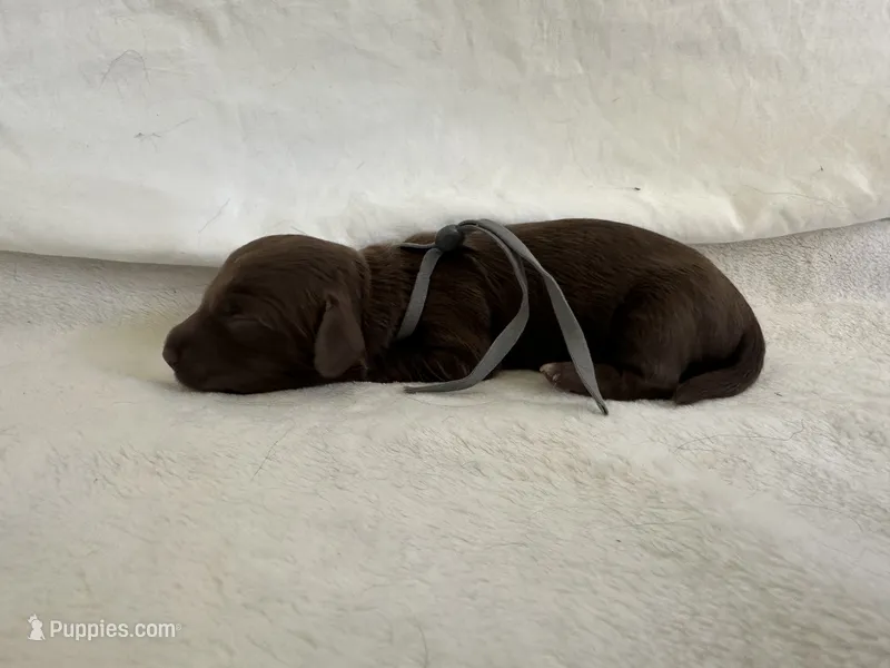 Rocket – Dachshund puppy for sale in Mountain Grove, MO
