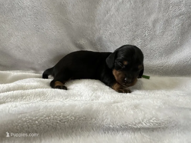 Freedom – Dachshund puppy for sale in Mountain Grove, MO