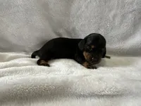 Freedom, a male Dachshund for sale in Mountain Grove, MO – 5 of 10