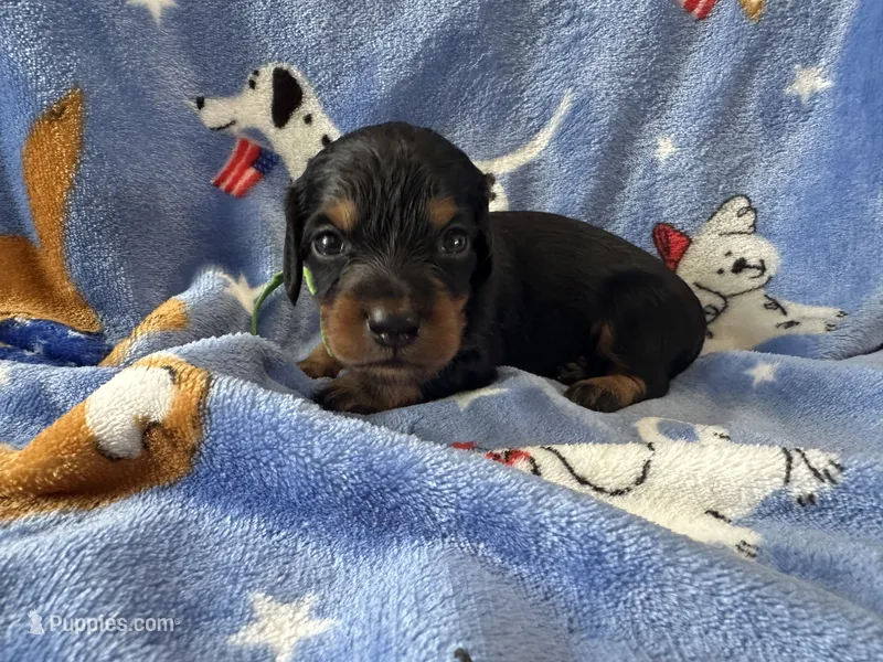 Freedom – Dachshund puppy for sale in Mountain Grove, MO
