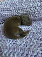 Independence, a male Dachshund for sale in Mountain Grove, MO – 4 of 4