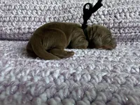 Independence, a male Dachshund for sale in Mountain Grove, MO – 2 of 4