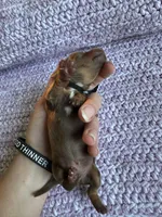 Independence, a male Dachshund for sale in Mountain Grove, MO – 3 of 4