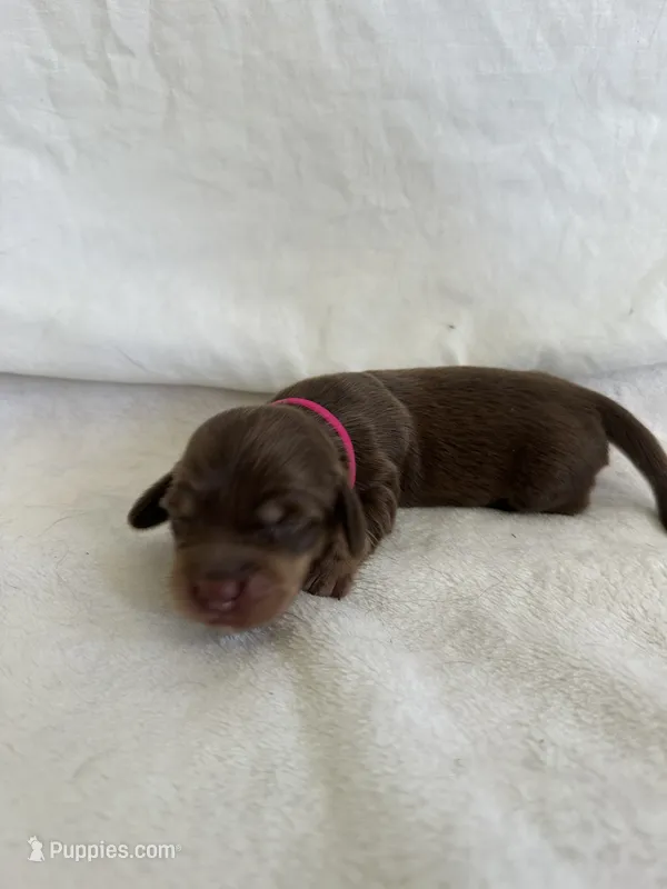 July – Dachshund puppy for sale in Mountain Grove, MO