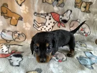 Freedom, a male Dachshund for sale in Mountain Grove, MO – 2 of 10