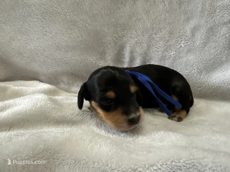 Patriot – Dachshund puppy for sale in Mountain Grove, MO