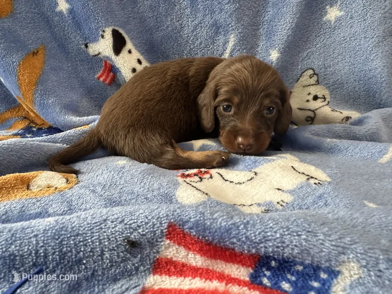 Independence – Dachshund puppy for sale in Mountain Grove, MO