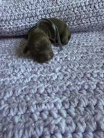 Rocket, a male Dachshund for sale in Mountain Grove, MO – 3 of 3