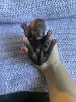 Rocket, a male Dachshund for sale in Mountain Grove, MO – 2 of 3