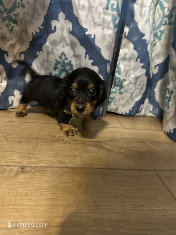 Freedom – Dachshund puppy for sale in Mountain Grove, MO