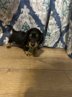 Freedom, a male Dachshund for sale in Mountain Grove, MO – 1 of 10