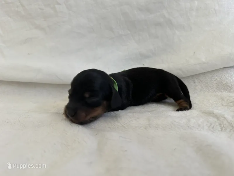 Freedom – Dachshund puppy for sale in Mountain Grove, MO