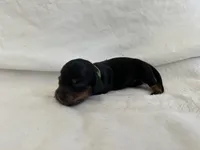 Freedom, a male Dachshund for sale in Mountain Grove, MO – 7 of 10